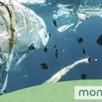 Plastic Free